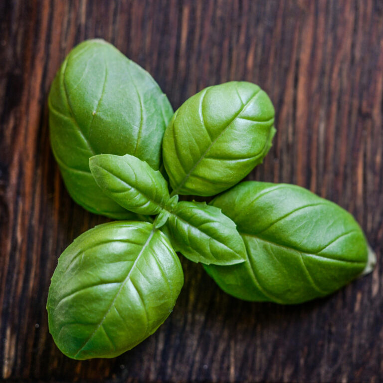 Basilikum und Kräuter: Anbau und Pflege auf dem Balkon, im Beet und drinnen